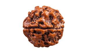 Semilla de Rudraksha